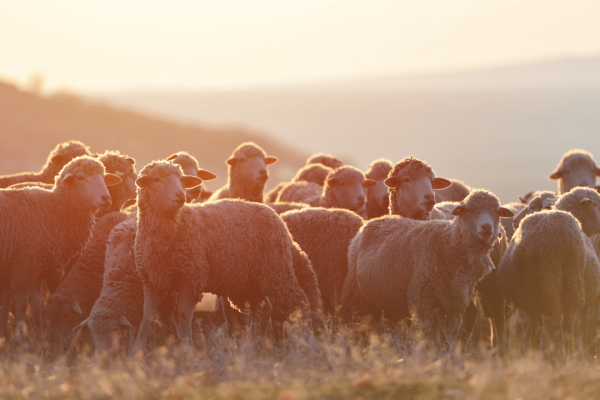 Divided Flocks: Exploring Three Types of Conflict in Rural Churches